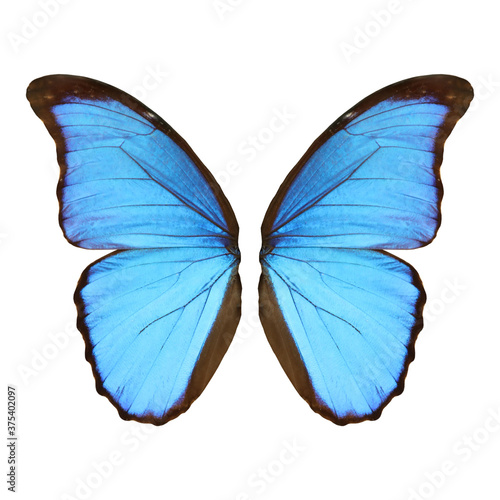 Beautiful morpho butterfly wings on white background