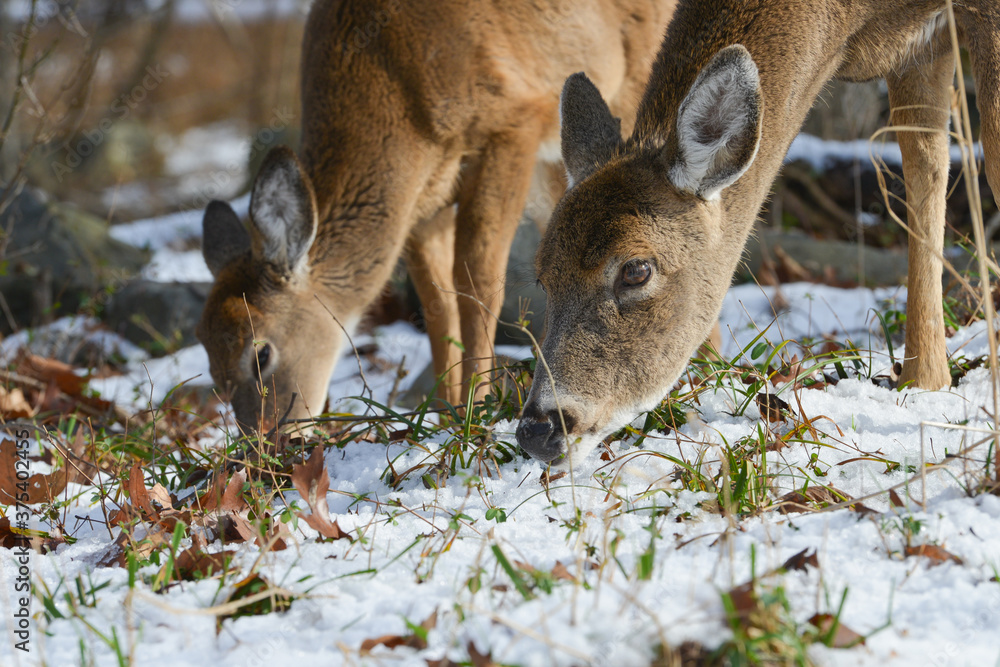 Fototapeta premium Deer in winter forest