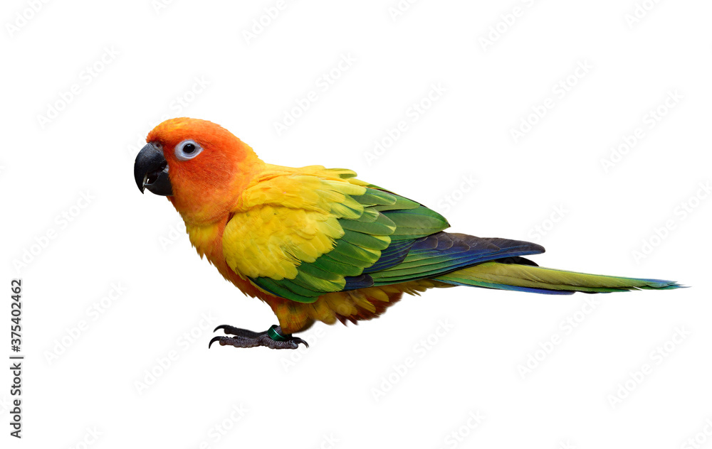 sun conure (Aratinga solstitialis) lovely yellow parakeet with beautiful green and blue feathers