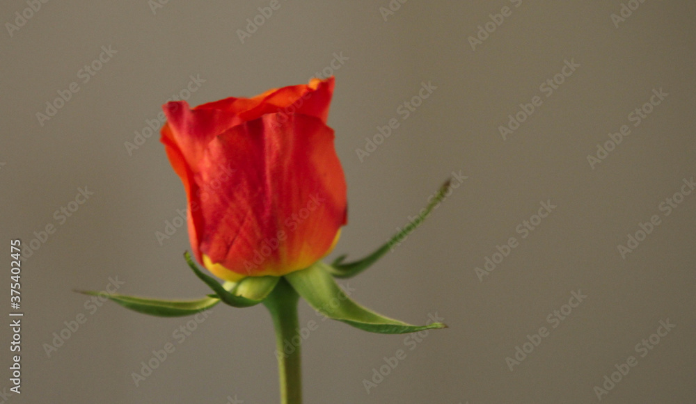 Red rose on isolated gray background. Happy birthday, Valentine day card. Red rose on isolated gray background. Happy birthday, Valentine day card.