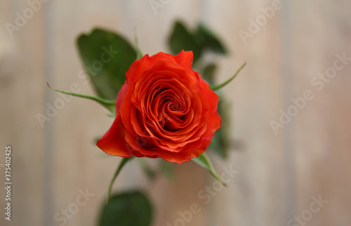 Red rose on isolated gray background. Happy birthday  Valentine day card.