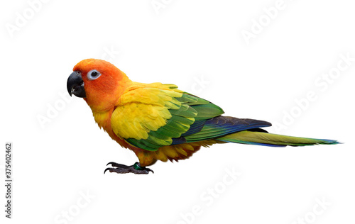sun conure (Aratinga solstitialis) lovely yellow parakeet with beautiful green and blue feathers
