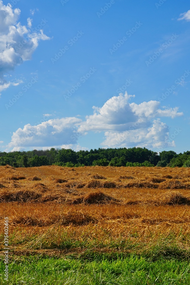 View of a wheat field after harvest in the New Jersey countryside