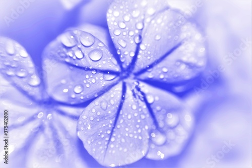 water drops on a blue petal