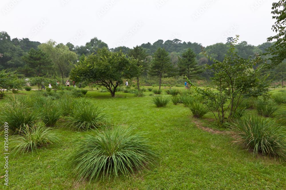 lawn and trees in a park, north china lawn and trees in a park, north china