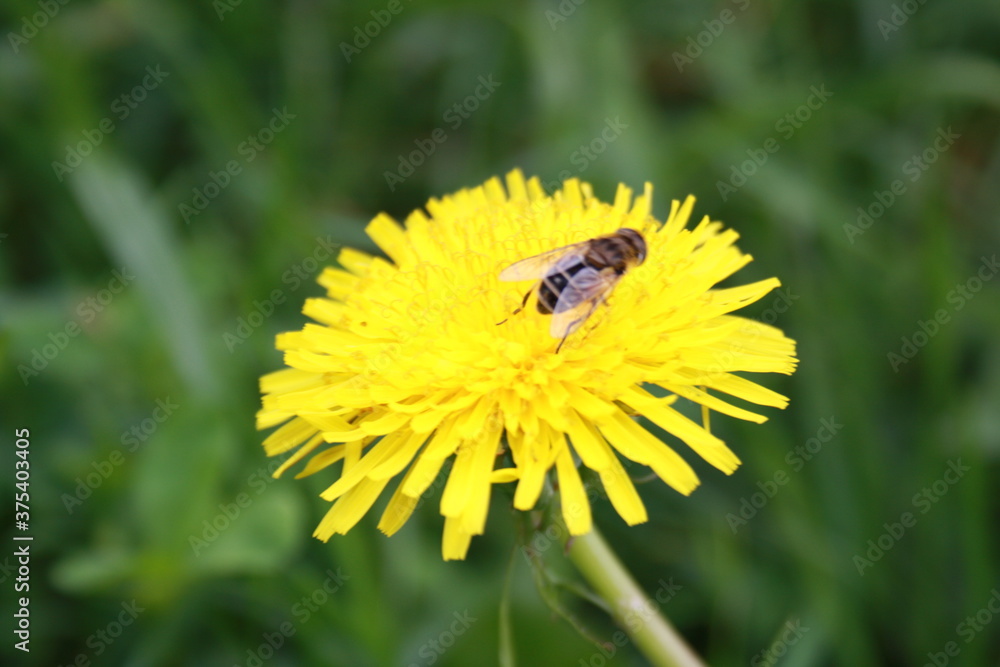 bee on dandelion flower close up close up bee on dandelion flower close up close up