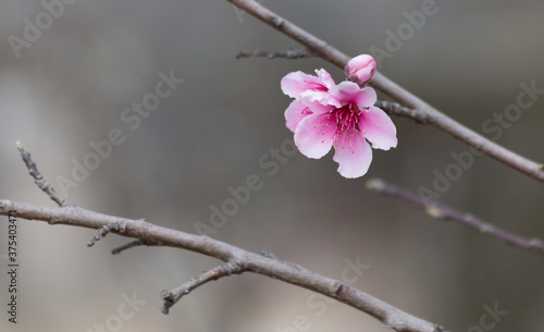 Fin del invierno flor de cerezo floreciendo photo