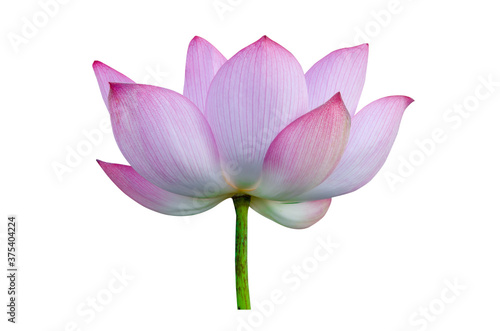 Pink lotus flower isolated on white background.