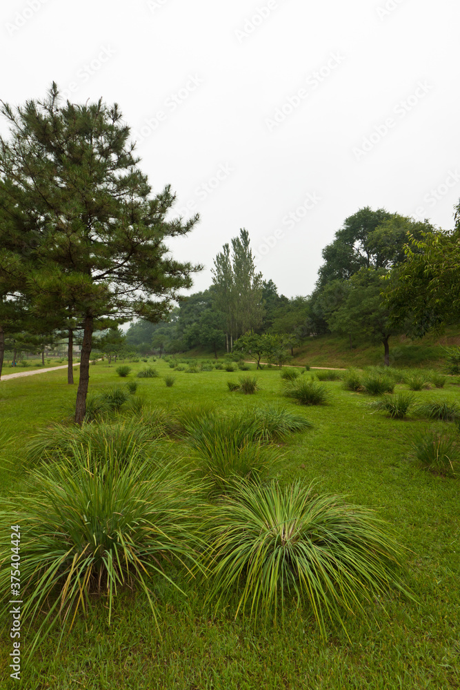 Obraz premium lawn and trees in a park, north china