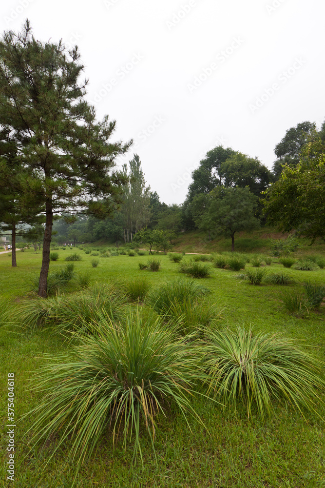 Obraz premium lawn and trees in a park, north china