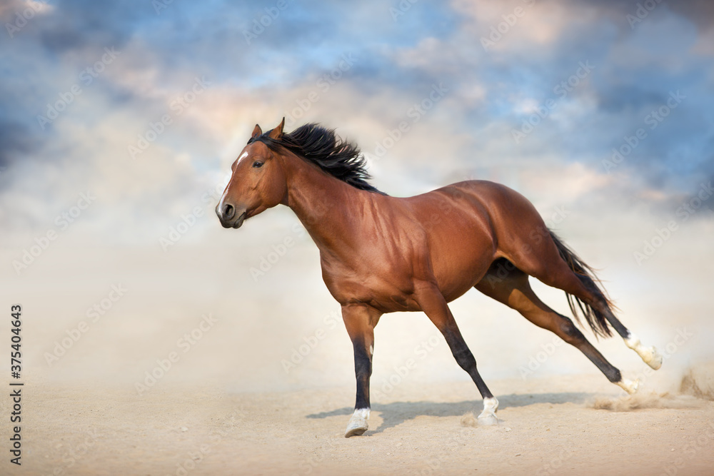 Bay stallion run gallop in desert Bay stallion run gallop in desert