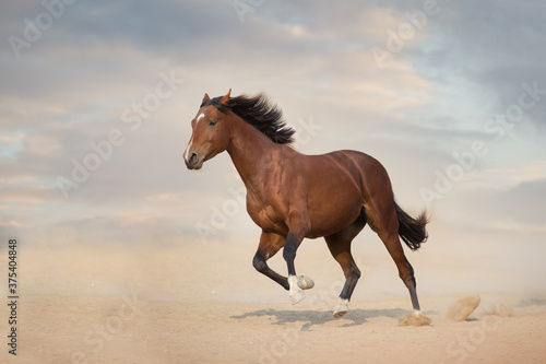 Bay stallion run gallop in desert