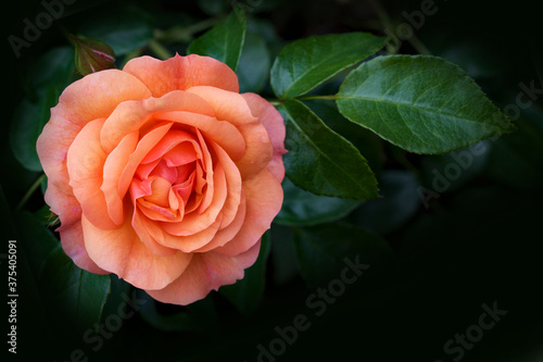 orange rose on black background