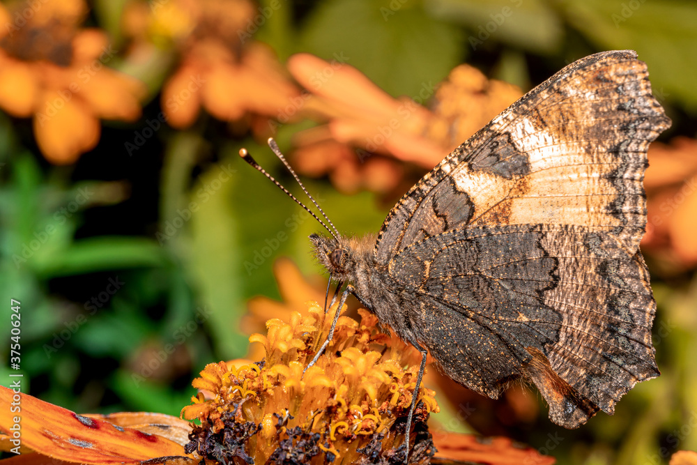 Obraz premium Closeup of a butterfly collecting pollen from a flower