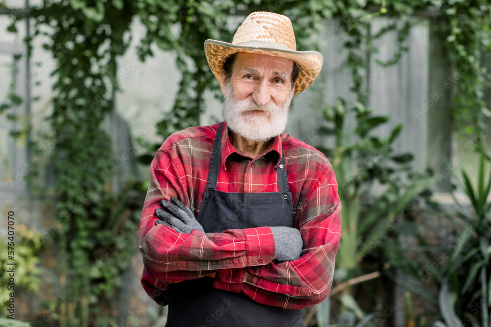 Portrait of senior handsome bearded man gardener in straw hat and checkered shirt with apron, looking at camera with smile and crossed arms, posing in beautiful orangery or hothouse