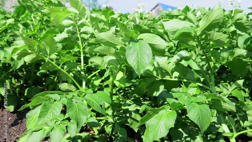 Potatoes growing in a field organic farm. growing vegetables, selective focus. Potatoes growing in a field organic farm. growing vegetables, selective focus.