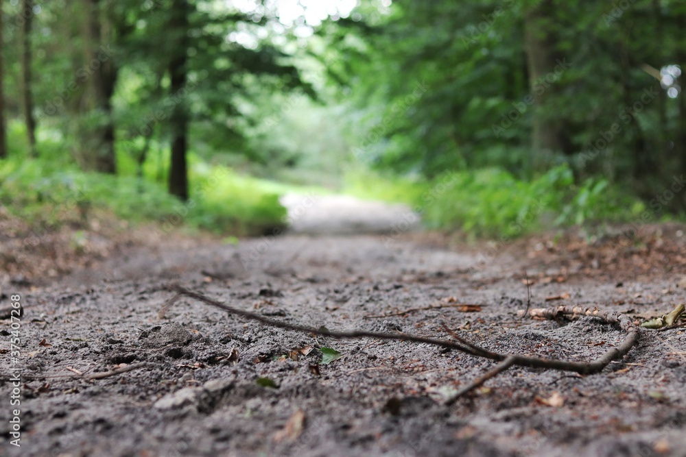 Fototapeta premium trail in the forest