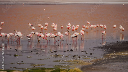 Flamingos in the Laguna Colorada (Red Lagoon) in Bolivia
