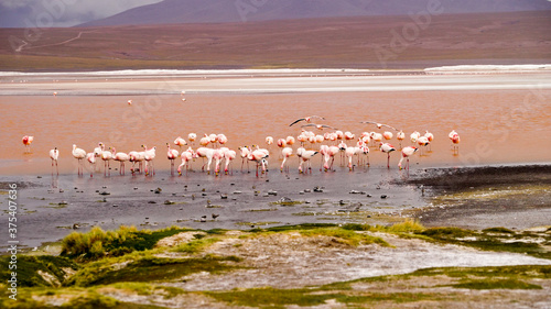 Andean Flamingos in the Laguna Colorada (Red Lagoon) in Bolivia 