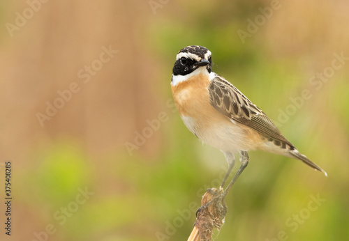 Closeup of Whinchat perched on wooden log, Bahrain