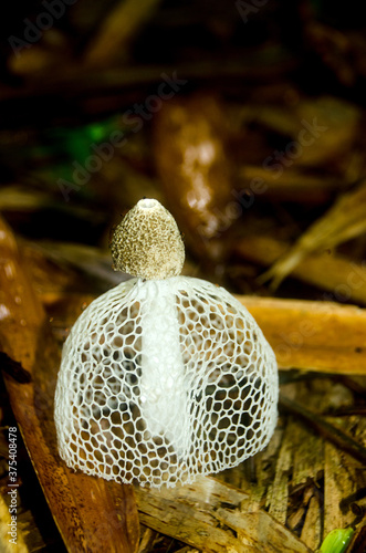 Dictyophora indusiata in the rain forest. photo