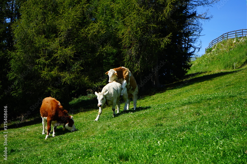 Mating grazing cows - obrazy, fototapety, plakaty 