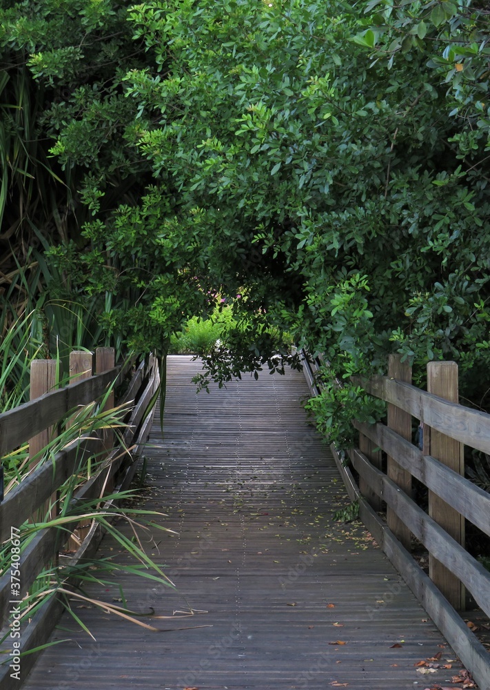 Obraz premium Pathway in the woods with trees in the way