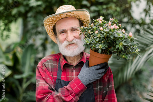 Horizontal close up shot of handsome cheerful senior bearded man gardener, wearing straw hat and smiling at camera holding pot with decorative flowers, posing in beautiful greenhouse
