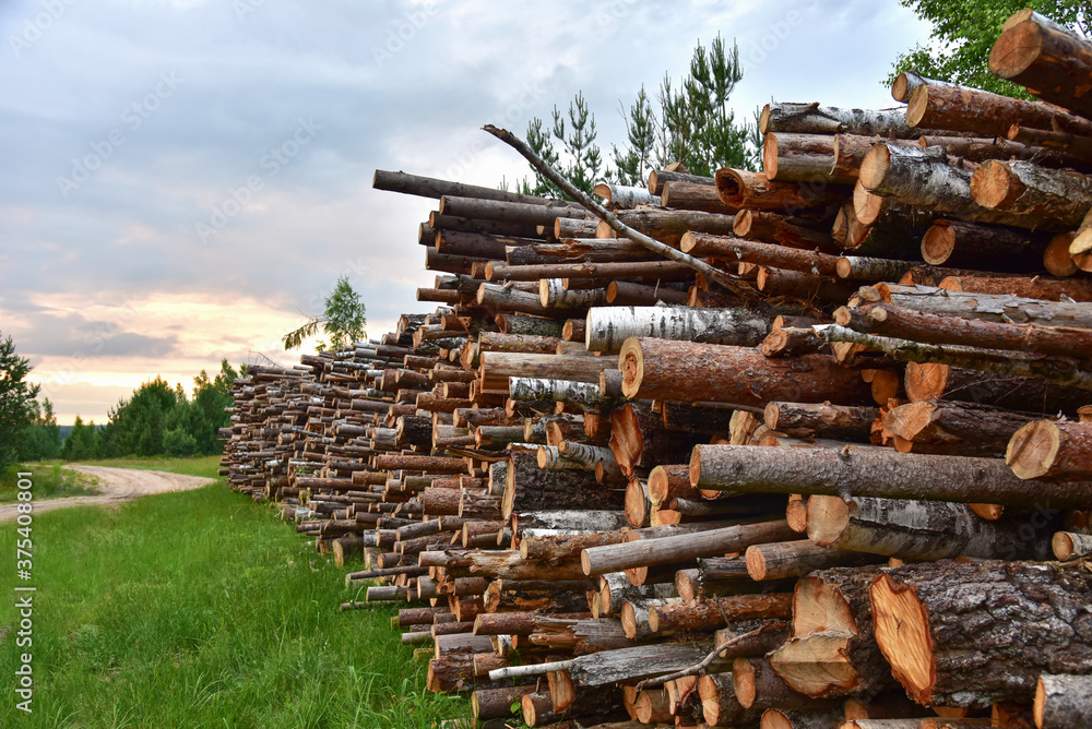 Large quantity of cut and stacked pine timber in forest for transported. Stack of cut logs background. Logging timber industry. Wood logs at illegal logging Large quantity of cut and stacked pine timber in forest for transported. Stack of cut logs background. Logging timber industry. Wood logs at illegal logging