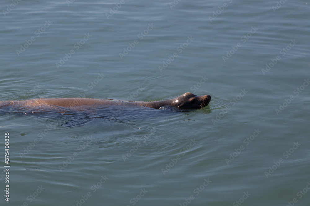 Obraz premium Sea Lion swimming in San Francisco Bay