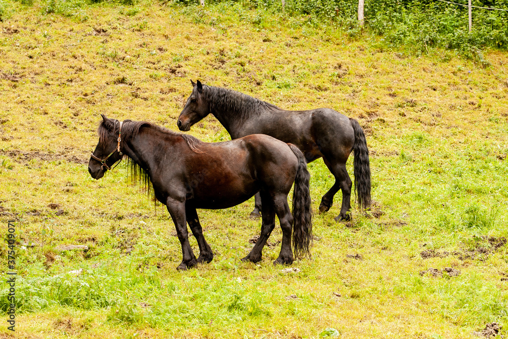 Fototapeta premium chevaux