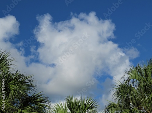 Palms against a blue sky