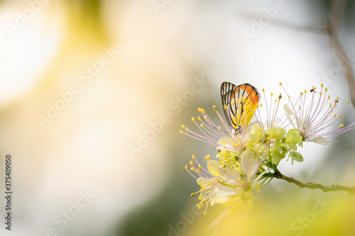 Photography Nature of butterfly and flower in garden using as background butterflies day cov