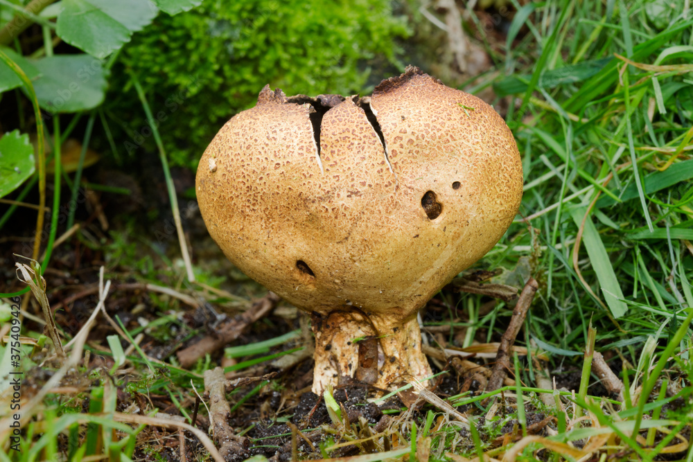 Close-up of a Scaly Earthball, Scleroderma verrucosum, an Earth ball fungus Close-up of a Scaly Earthball, Scleroderma verrucosum, an Earth ball fungus