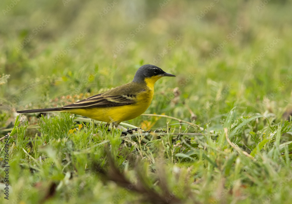 Yellow wagtail in search of food on the ground, Bahrain Yellow wagtail in search of food on the ground, Bahrain