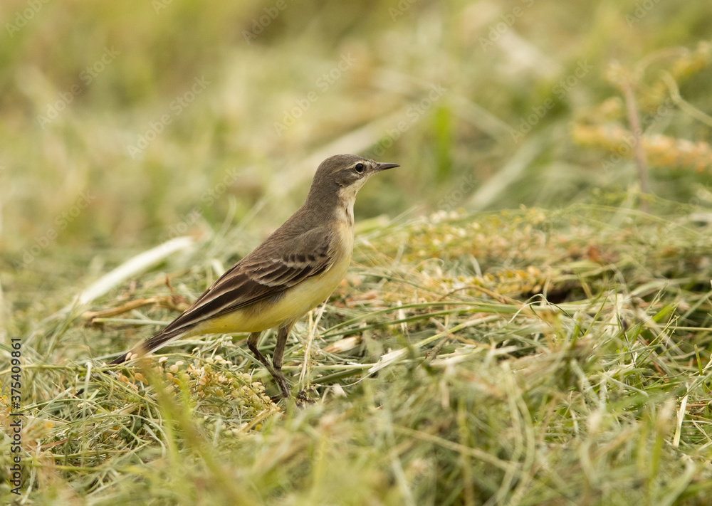 Yellow wagtail on the ground looking for food, Bahrain Yellow wagtail on the ground looking for food, Bahrain