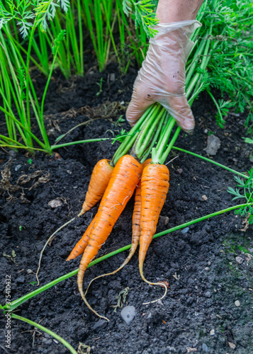 Female hand with a bunch of carrots with tops. Collecting carrots. Carrot earthen beds