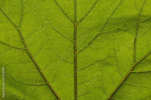 Flat texture of green leaf