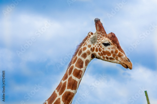 Giraffe in the sky © Callum