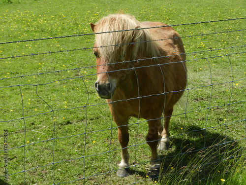 Shetland pony behind wire fence on a green land