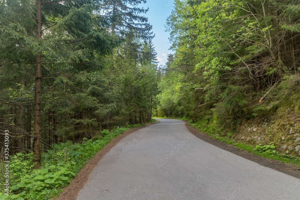Fototapeta premium Road between trees in Tatra Mountains near Zakopane, Poland.