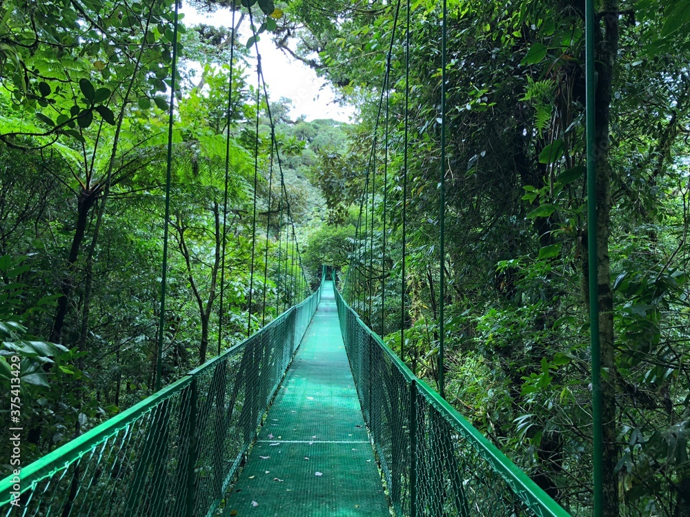 Obraz premium costa rica woods bridge