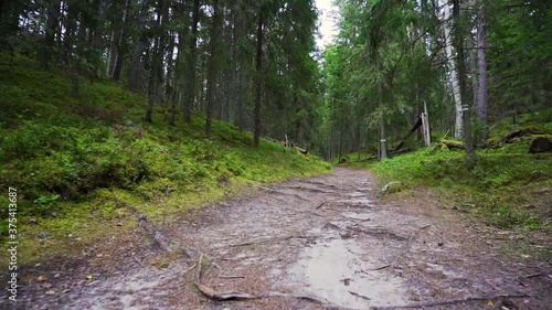 POV. Walking through forest, steadicam shot. Slow motion footgae. photo