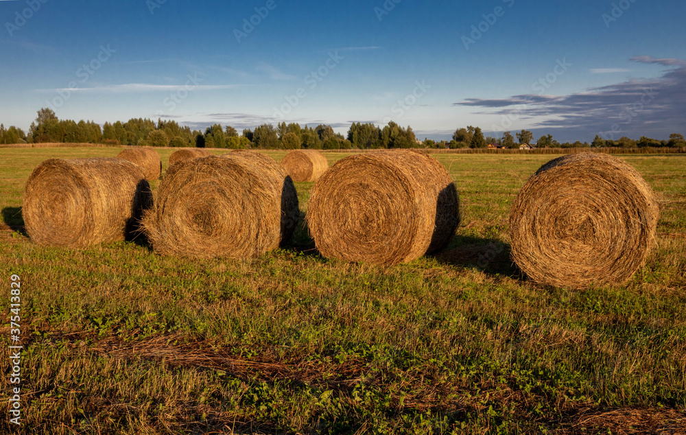 Hay collected in stacks. Farming. Harvesting. Autumn