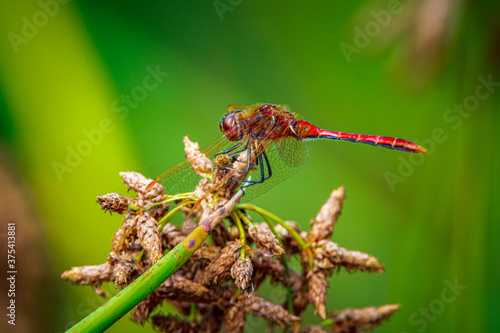 Wallpaper Mural red dragonfly Torontodigital.ca