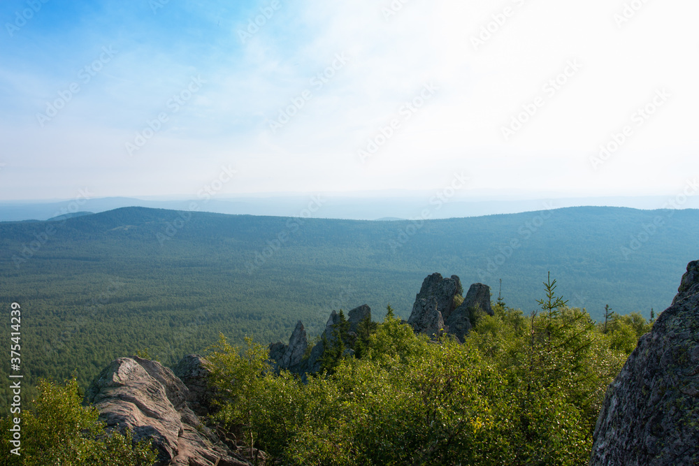 Obraz premium forest in the mountains on a summer day
