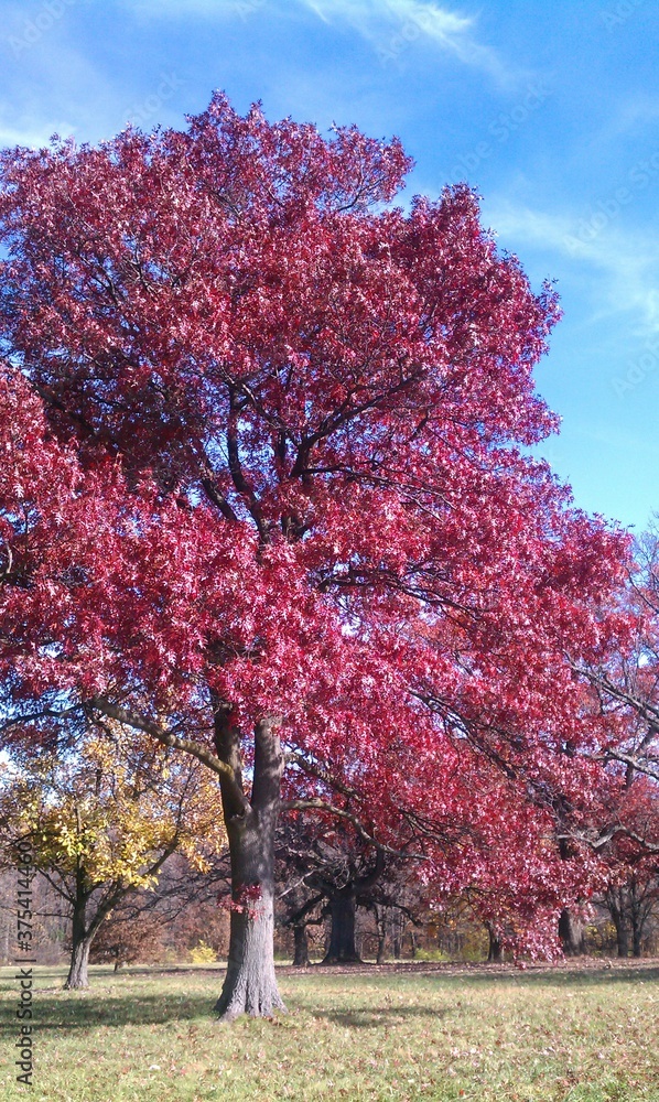 Naklejka premium Red leaves in autumn