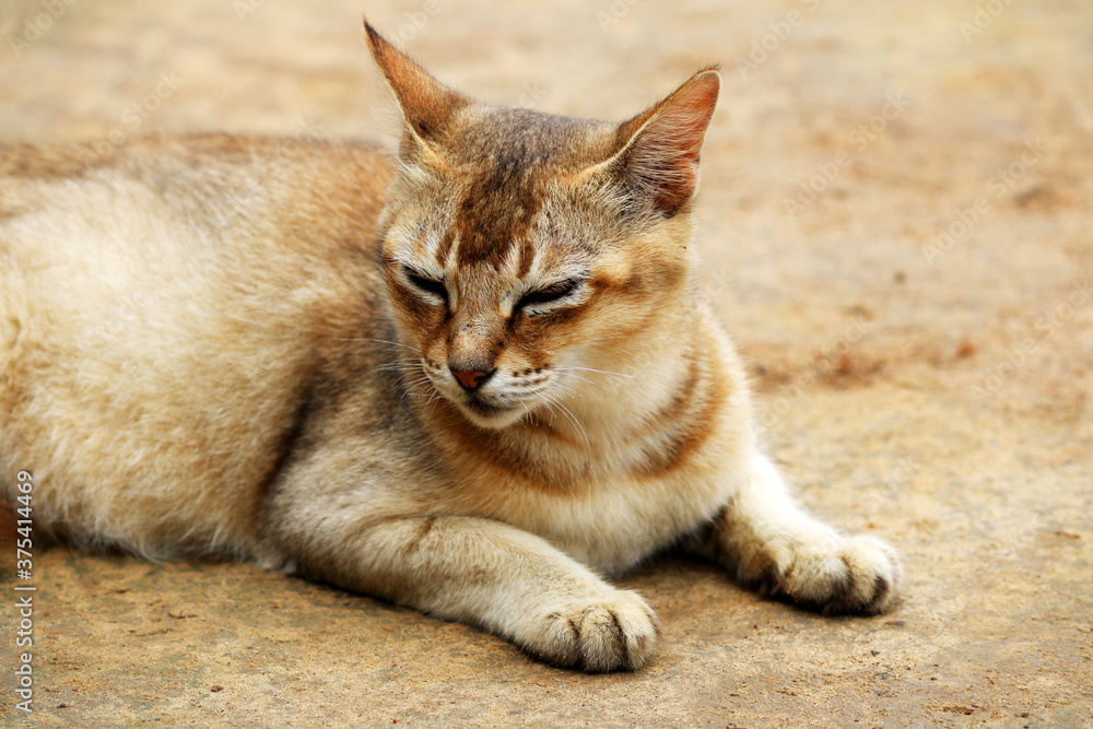 Obraz premium Image of a Cat from my village home