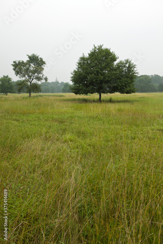 lawn and trees in a park, north china