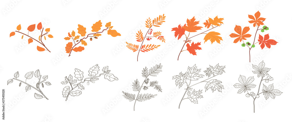 set of autumn foliage.tree branches. autumn forest. plants and trees. autumn foliage. twig. chestnut, maple, mountain ash, oak, birch.coloring for children. autumn coloring.